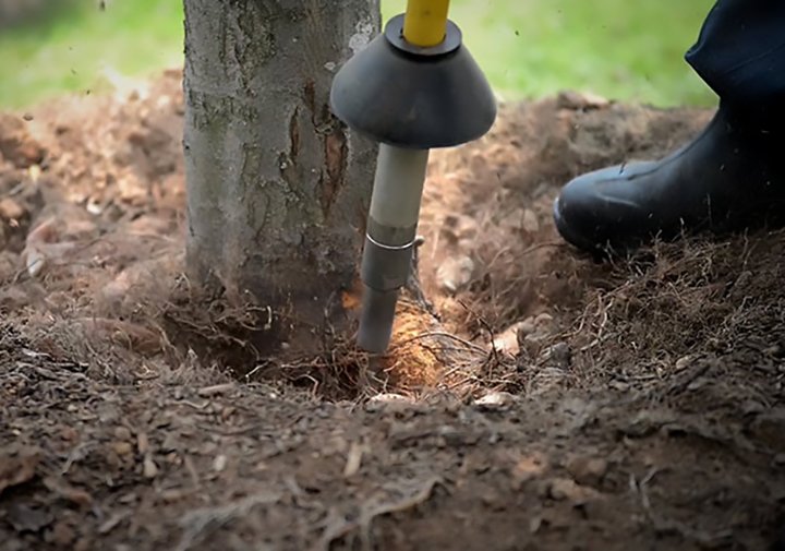 How to tell if your tree is planted too deep.