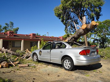 Emergency Tree Removal