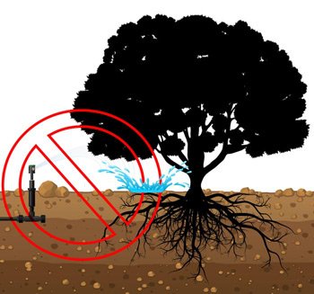 Wrong Drip Emitter Sprinkler