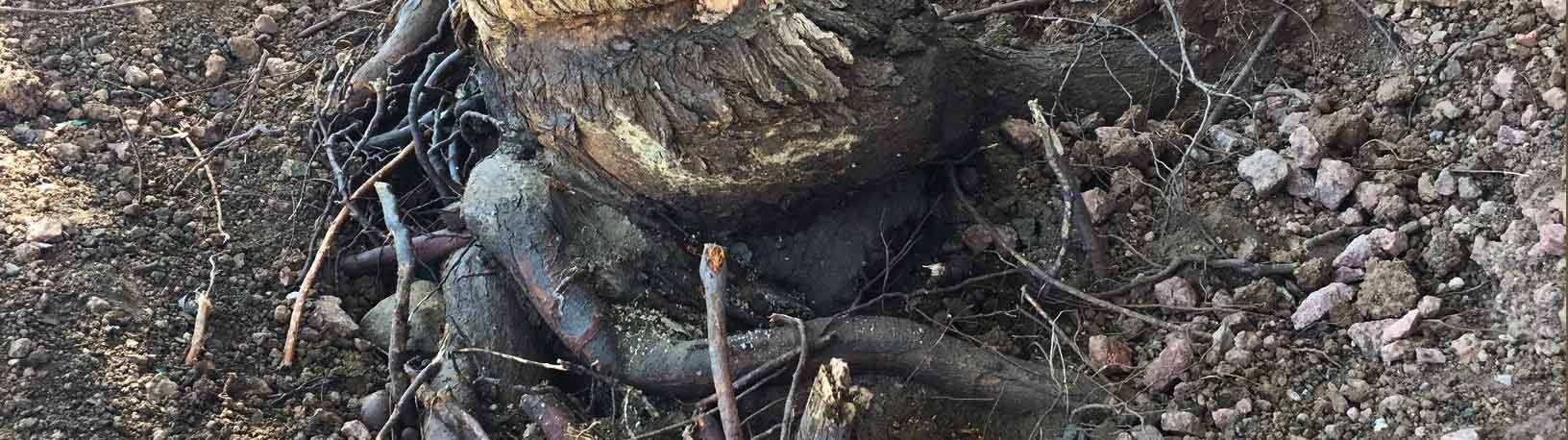 Root Collar Excavation (RCX) Background