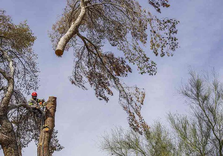 Tree Pros Tree Removal Service  