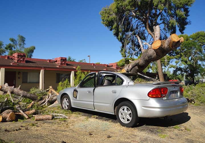 Call the emergency tree removal experts!