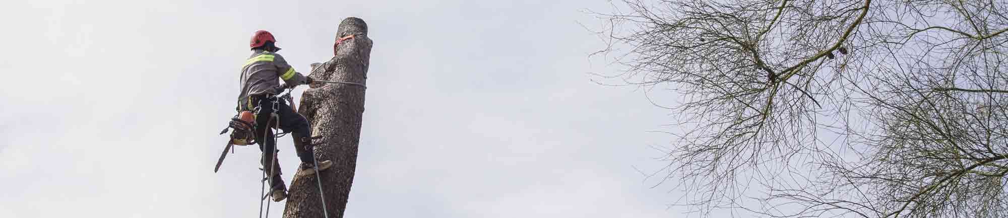 Tree Removal Background