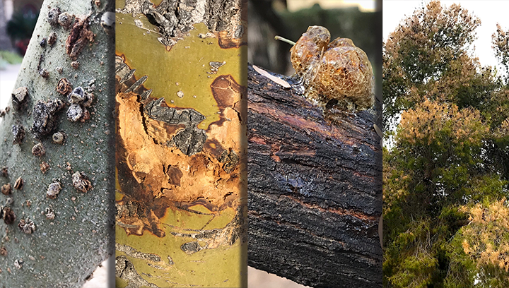 What's wrong with my tree?