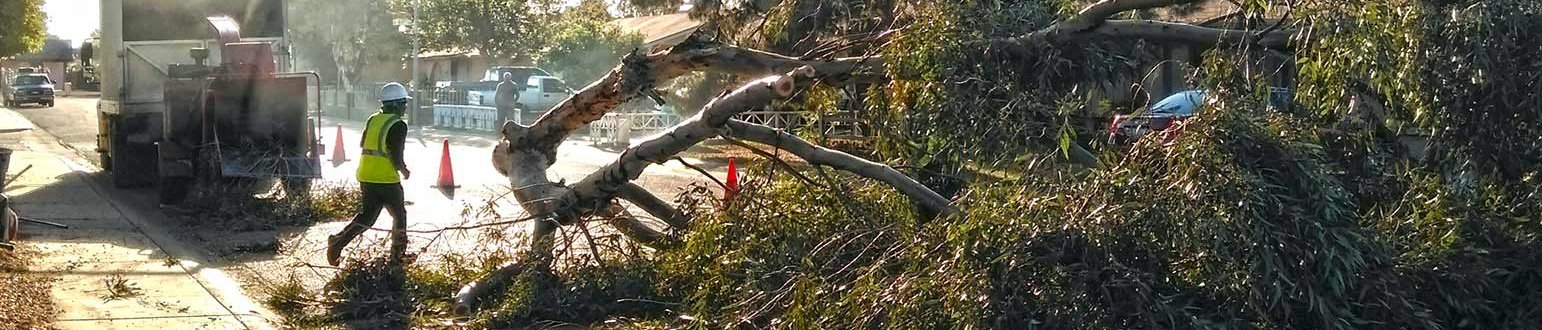 Emergency Tree Removals Background