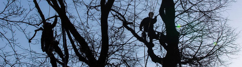 Pest Services Background