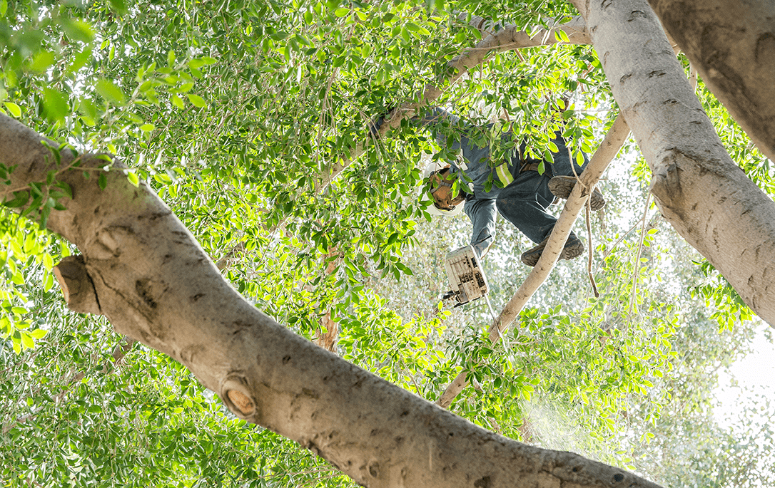 Tree Pros Services Background Image