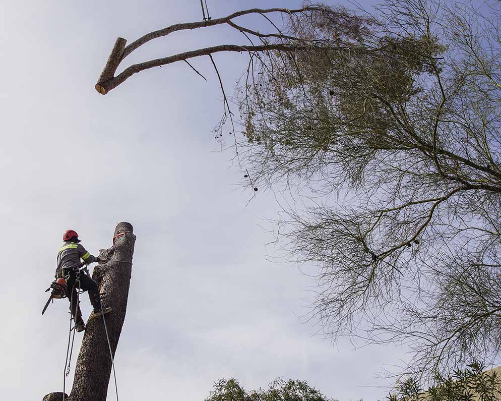 Tree Pros Services Background Image