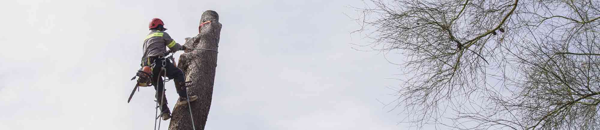 Tree Removal Background