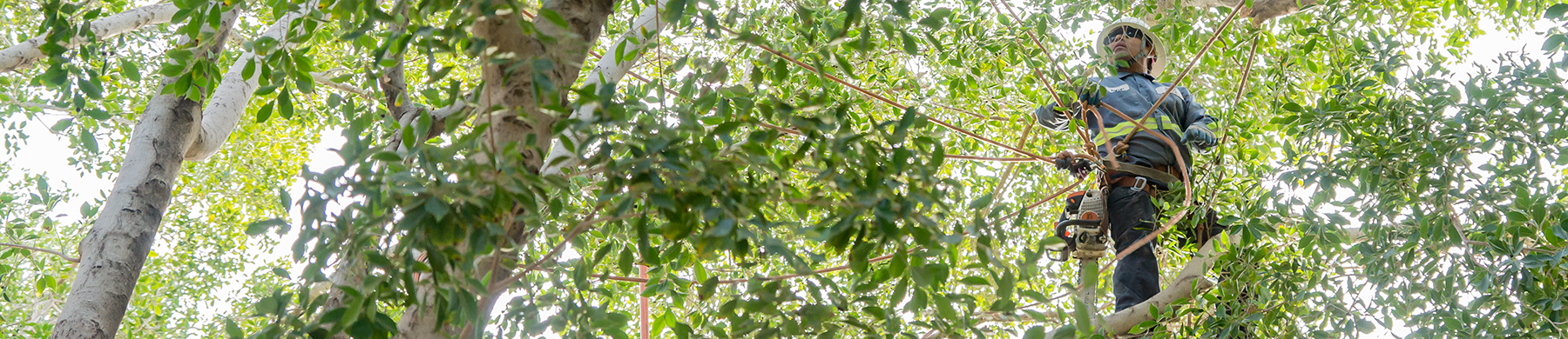 Tree Trimming Background