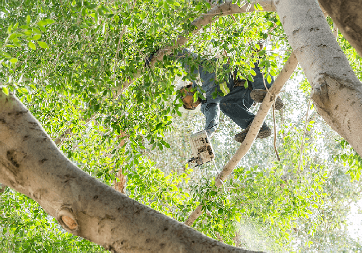 Arizona's Tree Trimming Experts