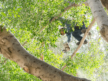 Tree Trimming