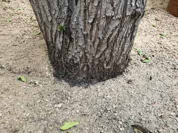 Tree Planted Too Deep